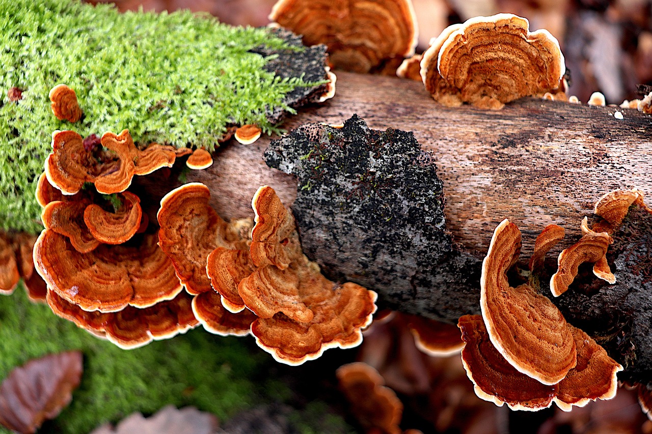 Mushrooms Brown Color Trunk Free photo on Pixabay Pixabay
