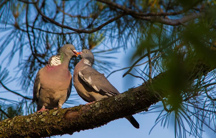 200+ Free Animaux Accouplement & Mating Images - Pixabay