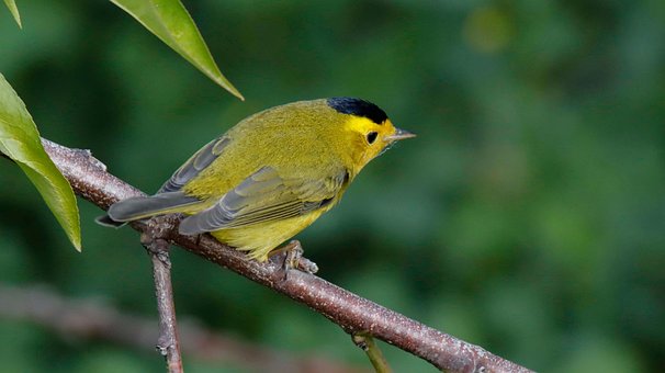 Free Bird Nature photo and picture