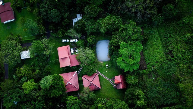 Free Rural Forest photo and picture