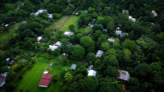 Free Rural Forest photo and picture