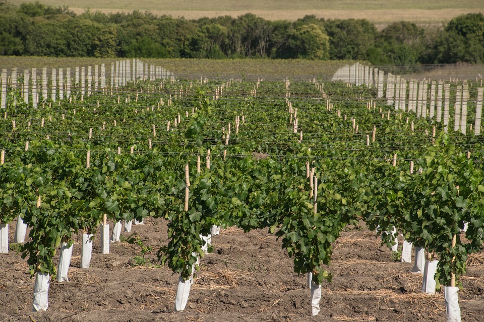 Raise a Glass: Exploring the Best Wine Festivals Around the World