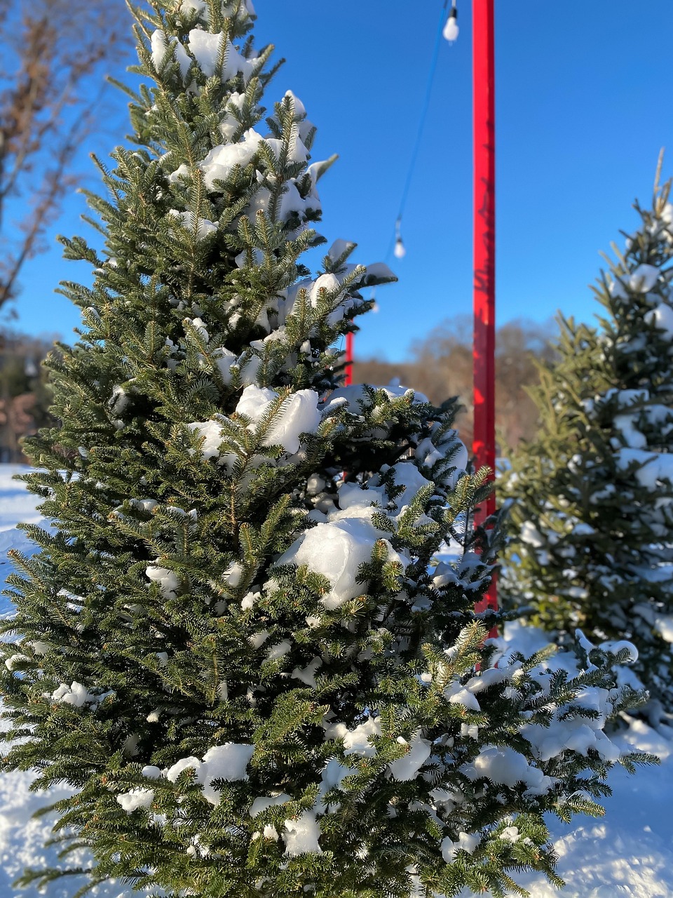 Tree Pine Evergreen Christmas Free photo on Pixabay Pixabay