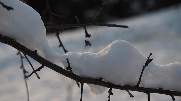 Vinter, Sne, Træ, Natur, Kold, Grene