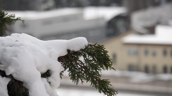 Fyrretræ, Jul, Sne, Vinter, Tæt På, Træ