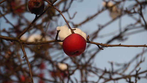 Vinter, Sne, Natur, Æble, Varm, Grene