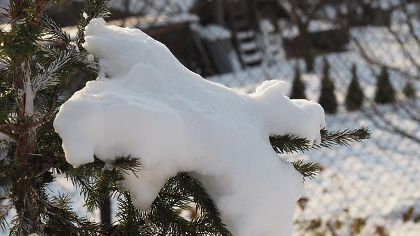 Sne, Fyrretræ, Grene, Vinter, Makro