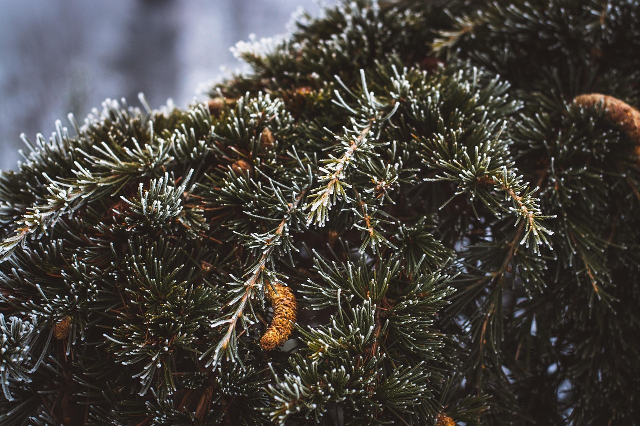 树 雪松 自然 - Pixabay上的免费照片 - Pixabay