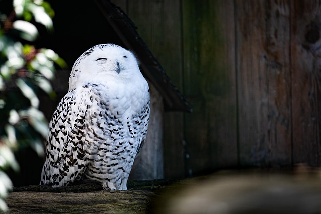 Schneeeule, Eule, Vogel, Weißer Vogel