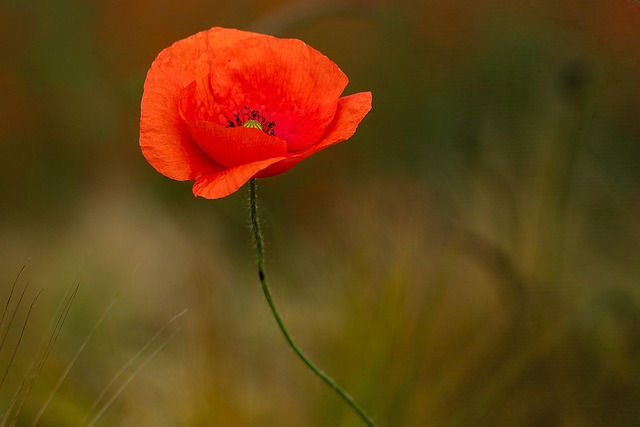Mohn, Blume, Pflanze, Roter Mohn