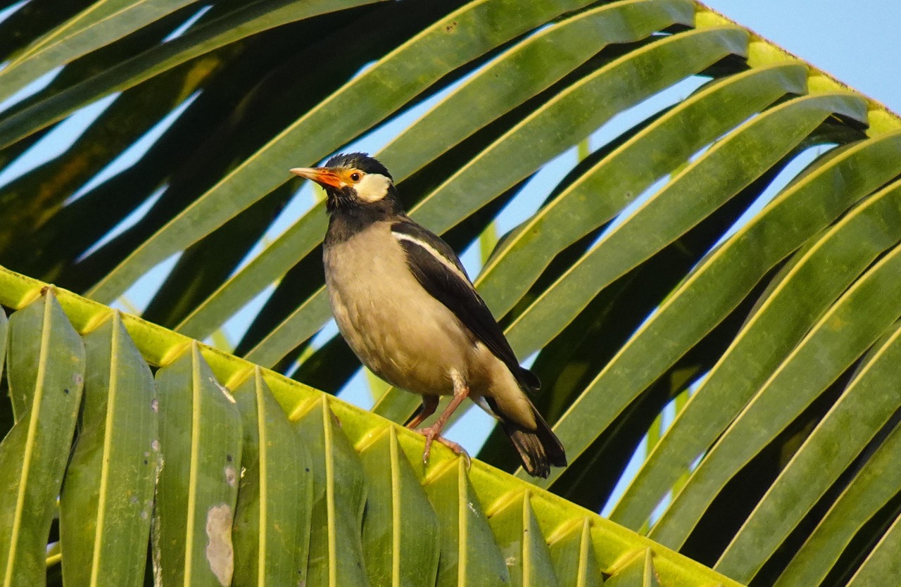 Bird Pied Myna Starling Asian - Free photo on Pixabay - Pixabay