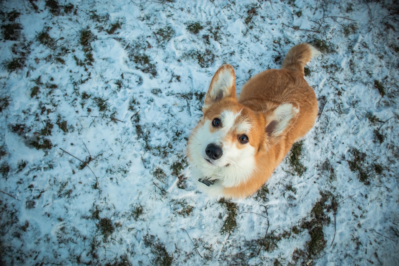 Animal - free online jigsaw puzzle photo