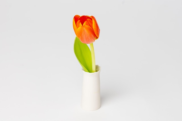 Free Flower Tulip photo and picture