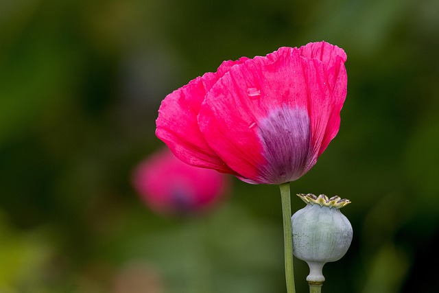Blume, Blüte, Mohn, Botanik, Natur