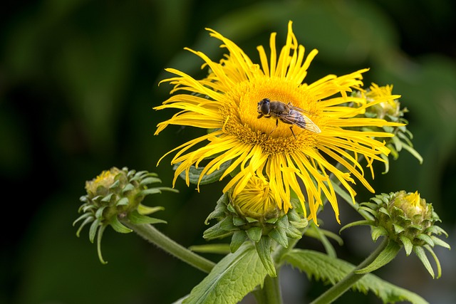 Free Insect Flower Wallpaper photo and picture