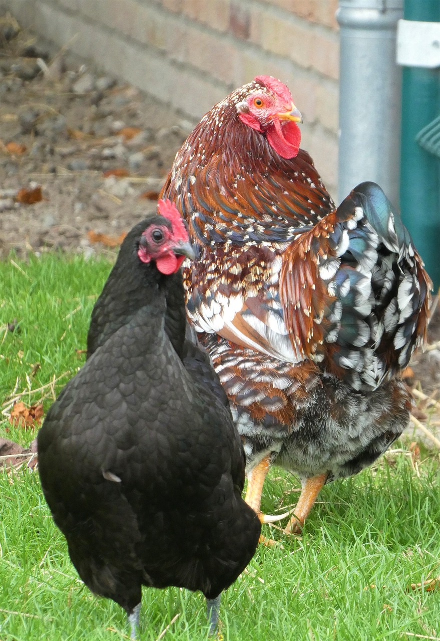 Chickens Birds Animals Free photo on Pixabay Pixabay