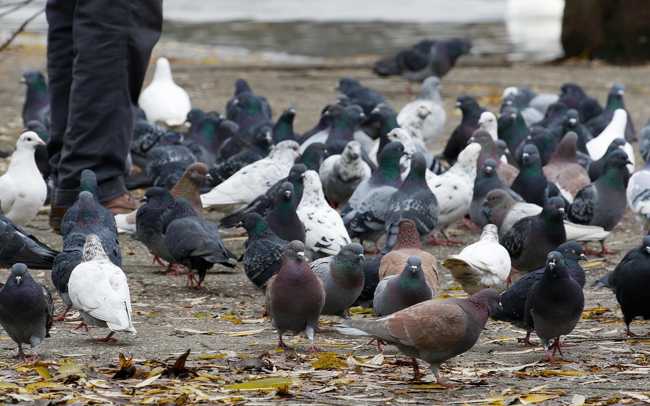 Birds Group Doves - Free photo on Pixabay
