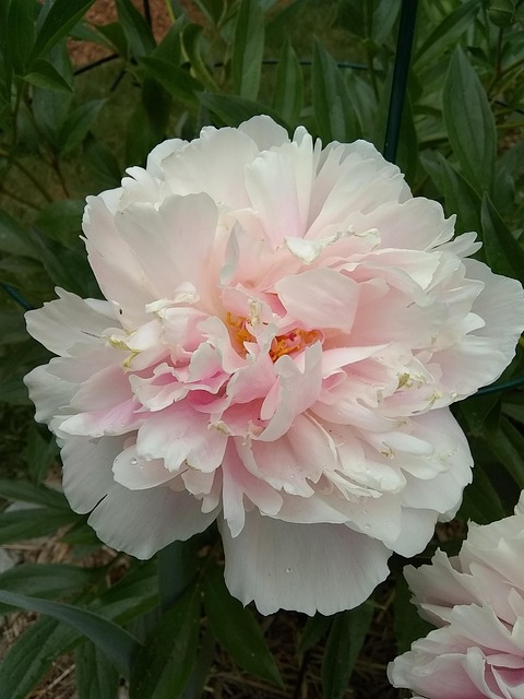 Pfingstrose, Blume, Rosa, Frühling