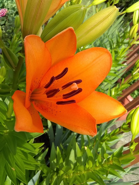 Blüte, Lilie, Orange, Sommer