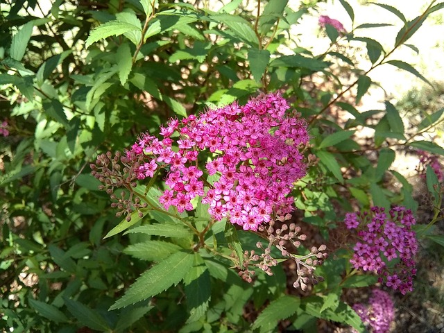 Spirea, Blüte, Blume