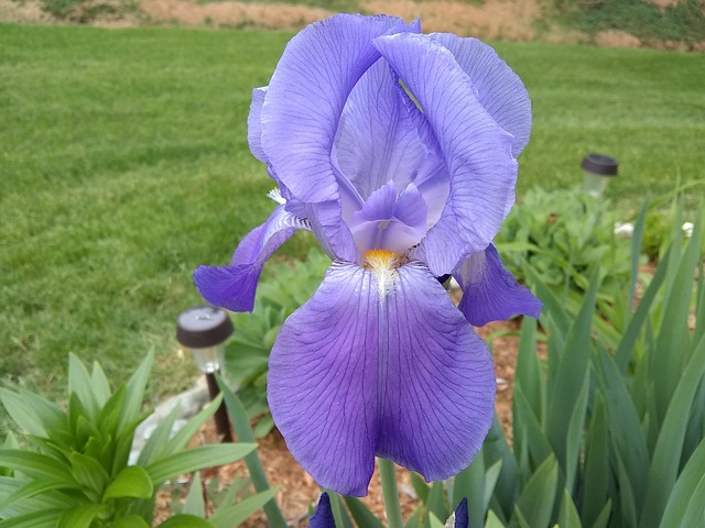 Iris, Blüte, Frühling, Lila, Blume