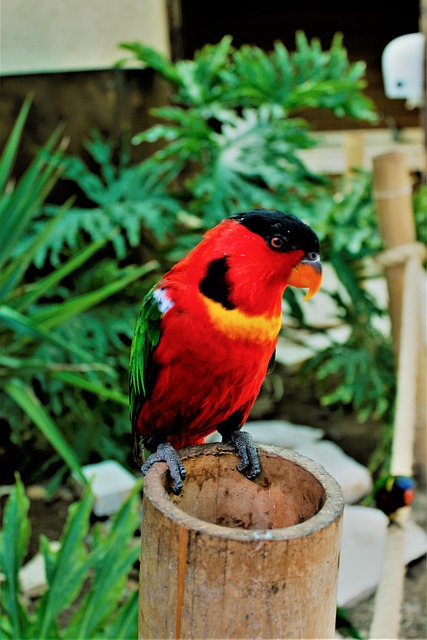 Free Bird Zoo photo and picture