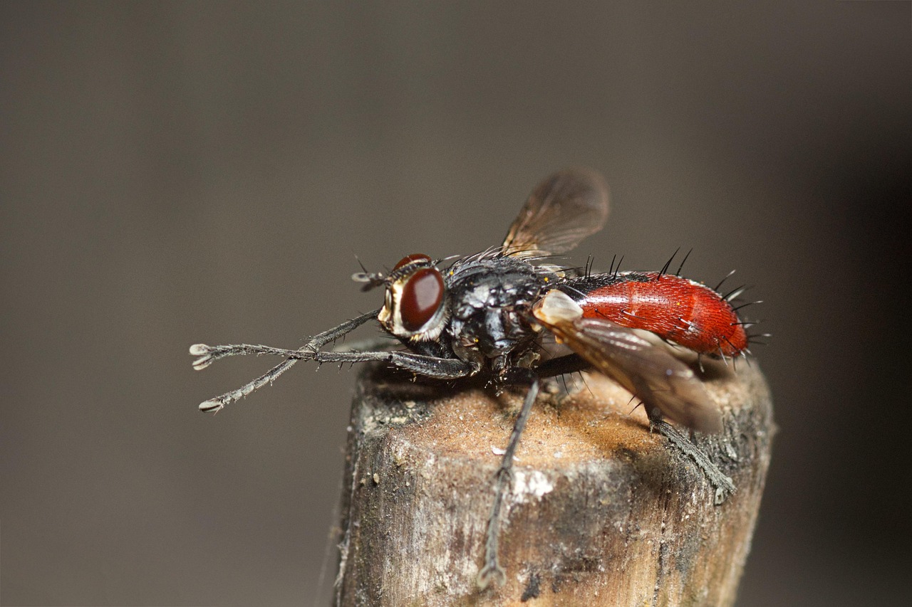 Fly Buds Insect Fly Insect Bristle Close - Free photo on Pixabay - Pixabay
