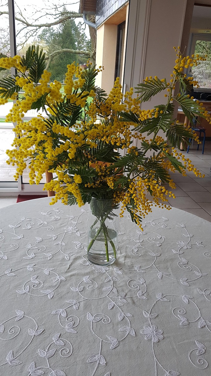 Mimosa Flowers Free photo on Pixabay Pixabay