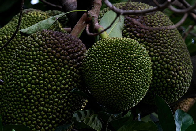 Free Jack Fruit Nature photo and picture