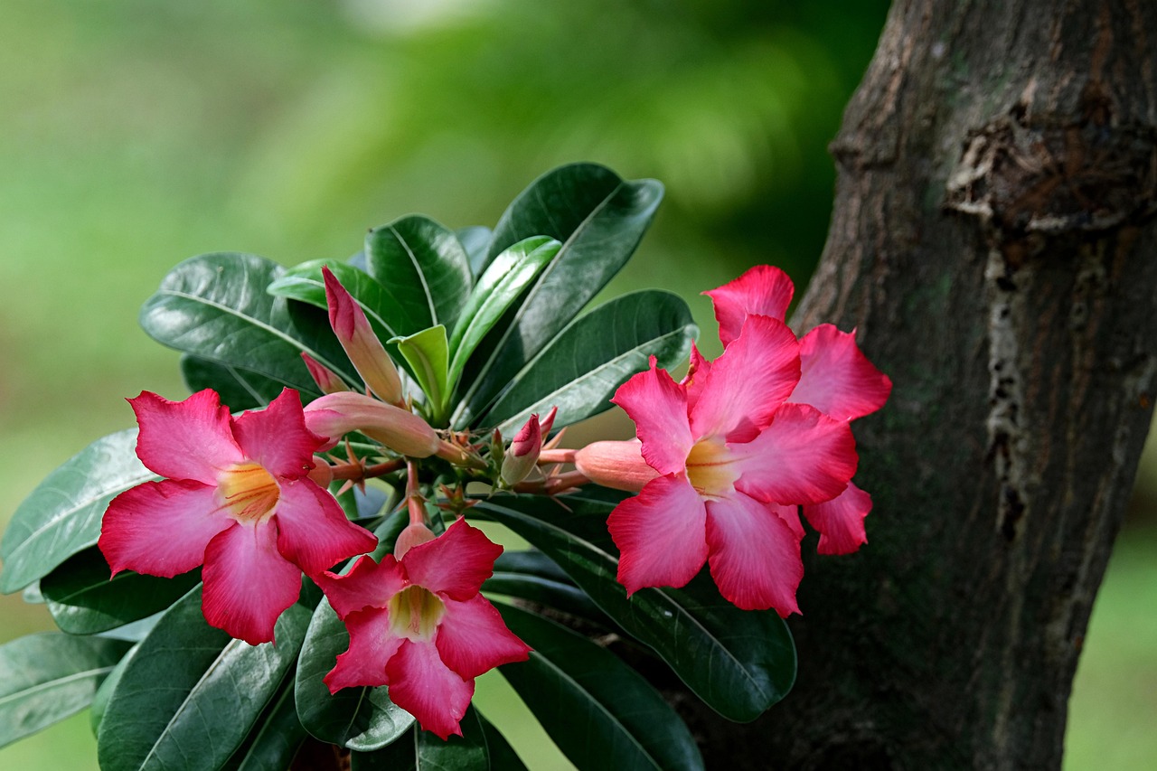 200+ Free Adenium & Nature Photos - Pixabay