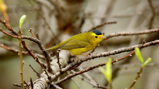 Free Birds Nature photo and picture