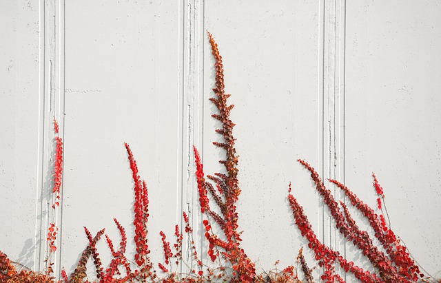 Free Red Leaves Creeper photo and picture
