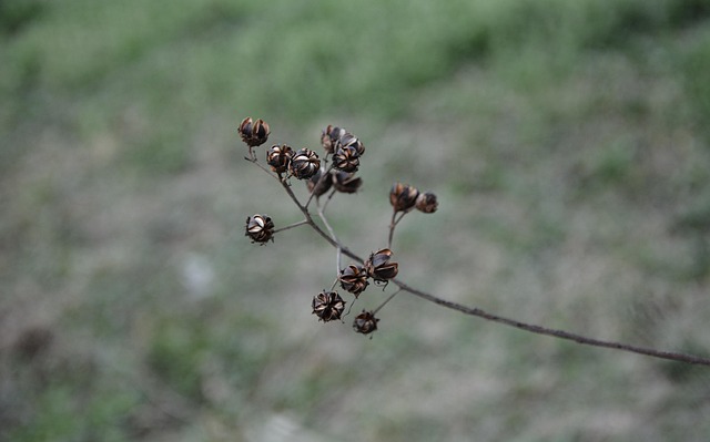 20 多张免费的“枯枝”和“闪电”照片 - Pixabay