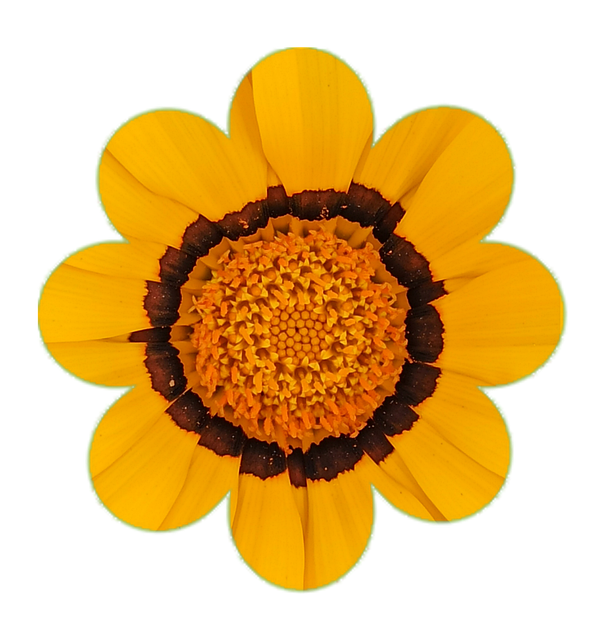 Floare, Petale, Stamine, Natura