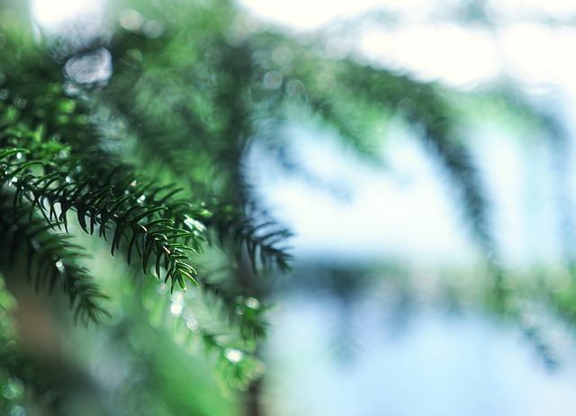 Free needle tree branch illustration