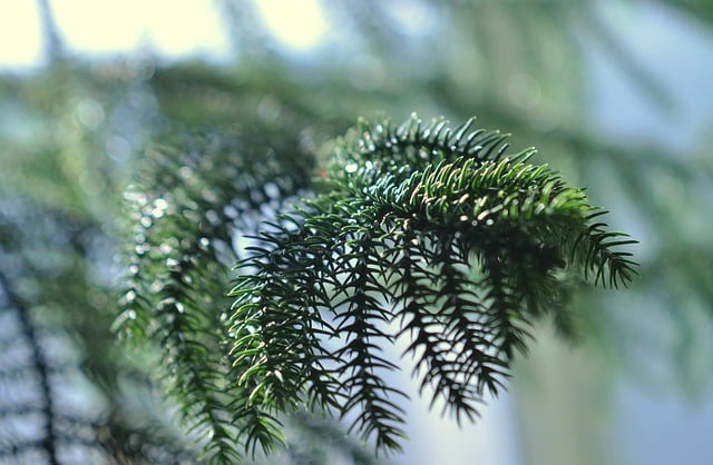 Free tree evergreen botany illustration