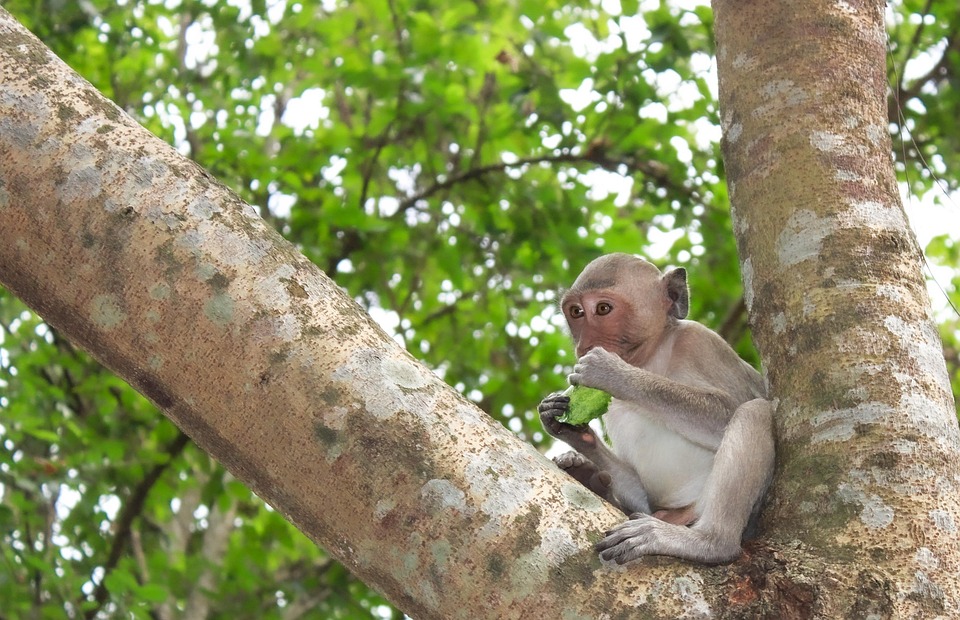 monkey-wald-tier-affe-kostenloses-foto-auf-pixabay-pixabay