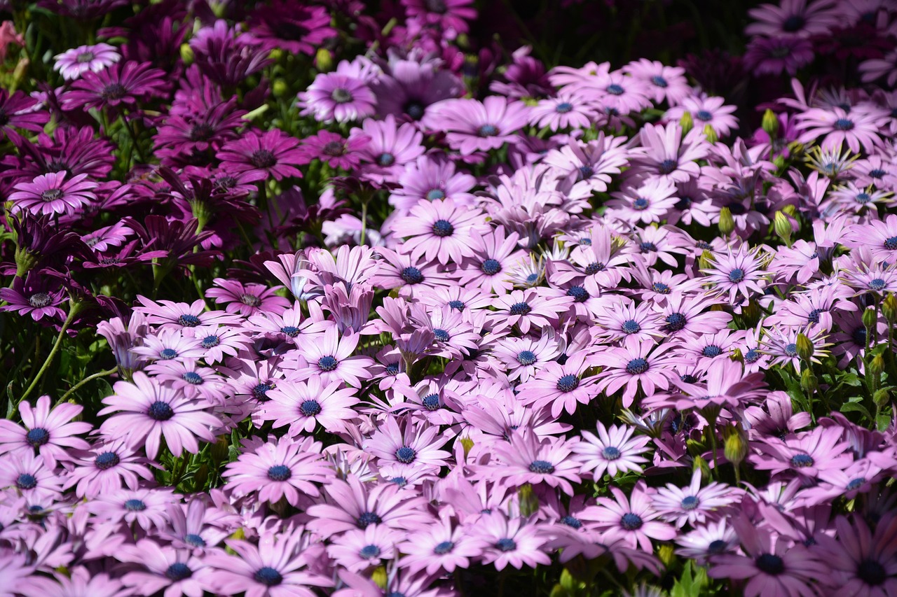 Lila Blumen Es Ist Kostenloses Foto Auf Pixabay Pixabay Lila Blumen Es Ist Kostenloses Foto Auf Pixabay Pixabay