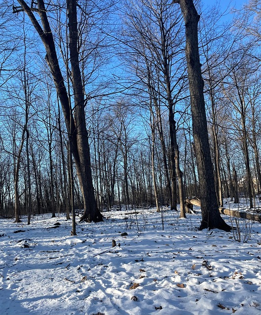 Free Winter Snow photo and picture