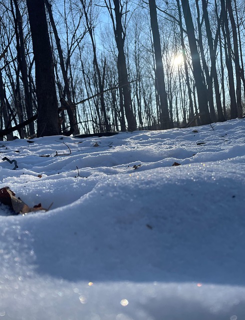 Free Trees Woods photo and picture