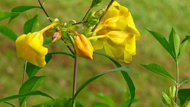 Bunga-Bunga Bunga Alam - Foto gratis di Pixabay - Pixabay