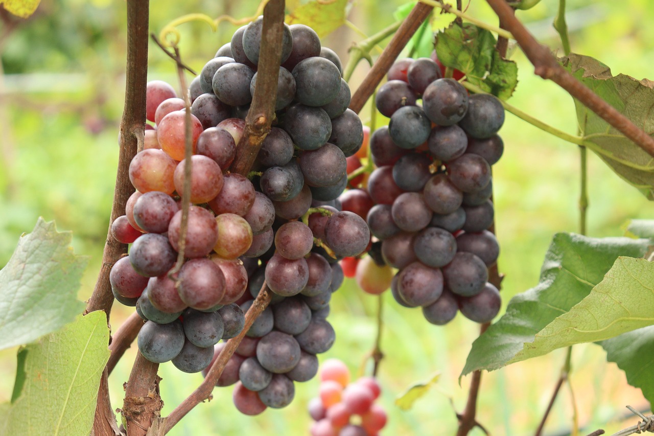 Le Rasin Les Raisins Des Fruits Aliments - Photo gratuite sur Pixabay - Pixabay