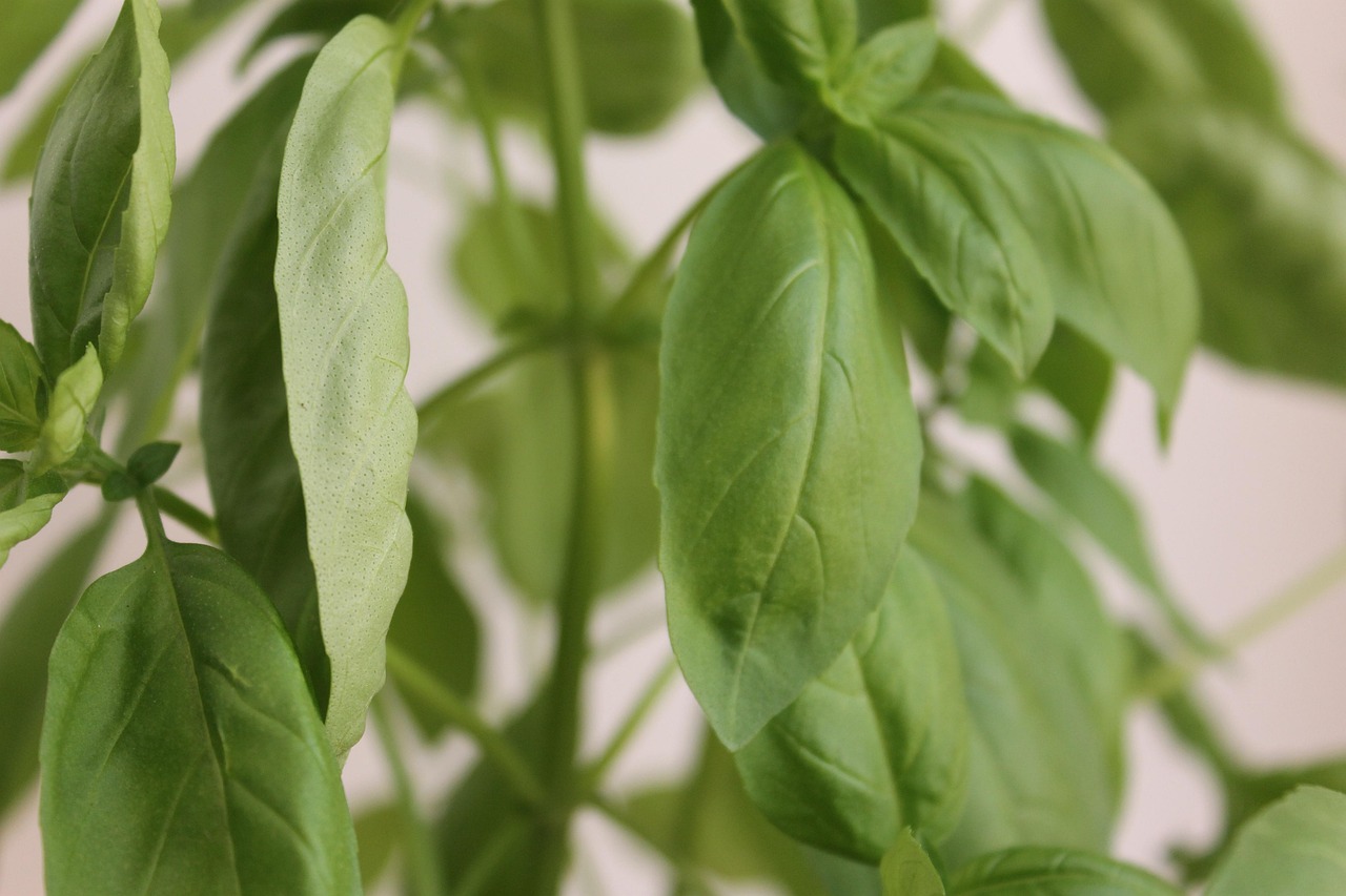 Basil Herb Leaves Free photo on Pixabay Pixabay