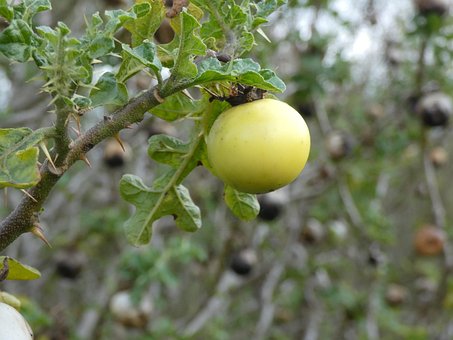 Free Solanum Sodomeum Green photo and picture