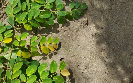 Moringa, Blade, Natur, Sund Og Rask
