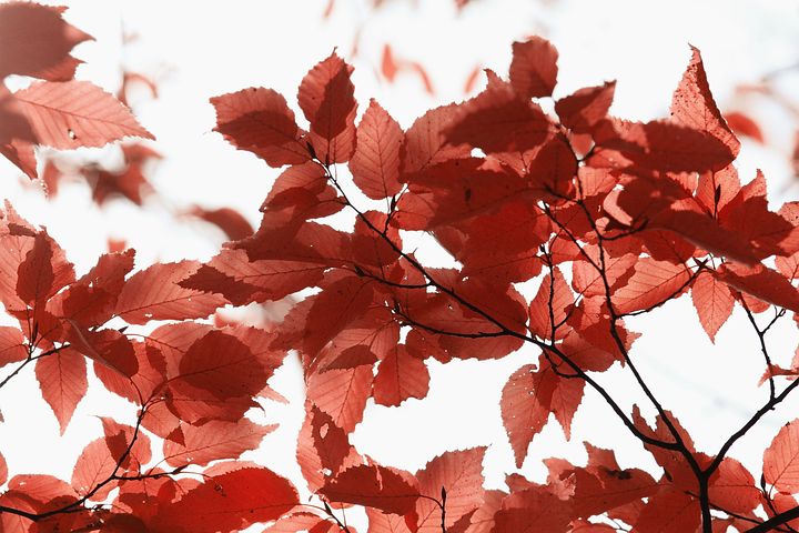 Plus de 3 images de Aulne Rouge et de Nature - Pixabay