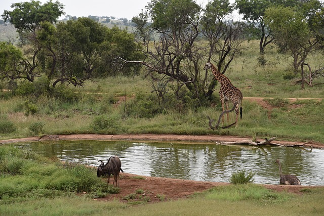 Free Africa Giraffe photo and picture