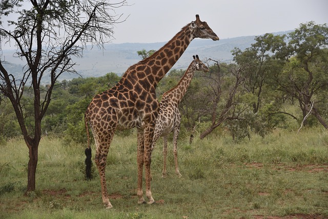 Free Africa Giraffe photo and picture