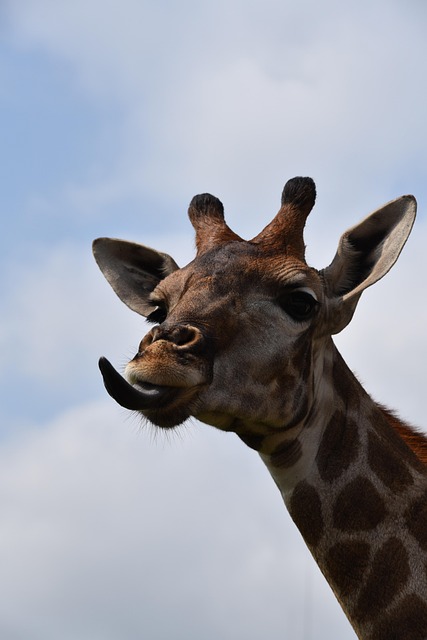 Free Animal Giraffe photo and picture