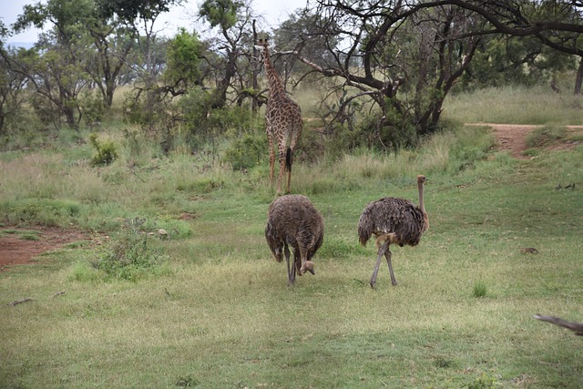 Free Ostrich Africa photo and picture